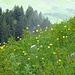 An den Gipfelhängen des Hirzli blühen unzählige Trollblumen