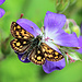 Schmetterling auf Storchenschnabel