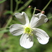 Platanenblättriger Hahnenfuß (Ranunculus platanifolius)
