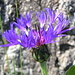 Berg-Flockenblume (Centaurea montana)