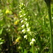 Weiße Höswurz (Pseudorchis albida) - Eine Orchidee