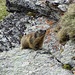 I saw a couple of marmots on the way.