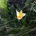 secondo mia mamma potrebbe essere un Tulipa sylvestris supsp. australis, ma a 2300 metri sarebbe troppo in alto... qualcuno sa dirmi che fiore è?