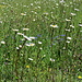 Nach der Waldzone schöne Blumenwiesen