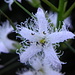 Einzelblüte vom Fieberklee (Menyanthes trifoliata)