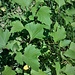 Xanthium strumarium L.<br />Asteraceae<br /><br />Nappola minore<br />Lampourde ordinaire<br />Kropf-Spitzklette, Gemeine Spitzklette