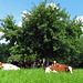 Kühe suchen Schutz unter den Bäumen
