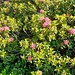 Rododendri in fiore.