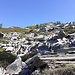 Ambiente che alterna fitto sottobosco arbustivo di rododendri e mirtilli con vaste pietraie.