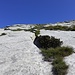 Da questo punto si sfruttano i fasci d'erba tra le piode. 