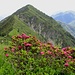 scendendo verso la Forcola ... Cima di Sassello
