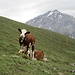 Pascoli sui prati dell'Alp Belvair