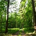 schöner Buchenmischwald