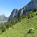 Schafe an der Alp Bärstein