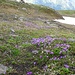 Und noch ein paar Blüemli-Fotos.<br />Gleich am Gipfel: Primeln und Soldanellen à discretion ..
