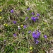 .. Stiefmütterchen-Wildform ..