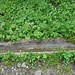 Engelberger Suonen ;-)