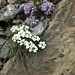weiss: Gemskresse (Pritzelago alpina) rosa Rundblättriges Täschelkraut (Thlaspi rotundifolium)