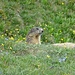 One of the many marmots I spotted during the descent.