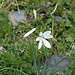 Lilien