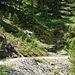 Links vom Alpbach gibt es eine schwache Wegspur welche steil hinaufführt. Erst beim Abstieg habe ich gemerkt das die Wegspur den Bach nach etwa 20 m überquert und nachher geht es rechts vom Bach hoch bis zur Waldgrenze.
(Aufnahme beim Abstieg - ich ging den Fahrweg etwa 30 m Richtung Osten weiter und habe dieses Foto gemacht)
