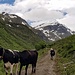 Rinder der Fanella Alp mit dem Wenglispitz 2841m