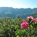 Alpenrosenblüte an der Oberen Wengenalpe
