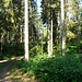 Wald bei Schmilau