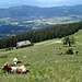 ...dann geht es über die Grafenalm...