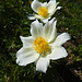 ... danach kann man sich im Abstieg zum Melkboden der Alpenflora widmen.