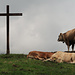 die "heiligen" Kühe auf der Alp, Obere Mans, sind am faulenzen.