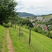 Oberhalb von Gengenbach gibt es offenes Wiesengelände.