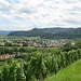 Das letzte Stück nach Gengenbach verläuft über Weinhänge.