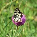 Melanargia galathea<br />Nymphalidae<br /><br />Galatea<br />Demi-deuil<br />Schachbrett (Schmetterling)