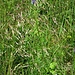 Phyteuma betoncifolium Vill.<br />Campanulaceae<br /><br />Raponzolo montano<br />Raiponce à feuilles de bétoine<br />Betonienblättrige Rapunzel