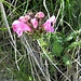 Pedicularis gyroflexa Vill.<br />Orobanchaceae<br /><br />Pedicolare spiralata<br />Pédiculaire arquée<br />Bogenblütiges Läusenkraut, Gedrethes Läusenkraut