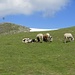 Schafe mit langen Ohren weiden vor dem Gipfelkreuz der Wetterkreuzkogels.