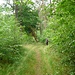 Im Wald bei Güster