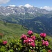 Bewimperte Alpenrose, die Schesaplana versteckt sich hinter der Wolke