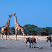 Giraffenkuss