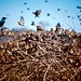 Queleas. Der Starling scheint unbeeindruckt