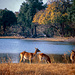 Okavango