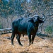 Okavango