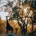 Okavango