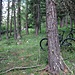 Der Bike-“Parkplatz“ im Wald