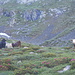 Mucche e rododendri, immagine perfetta per la montagna d'estate!