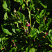 Blaubeeren, noch nicht reif