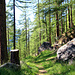 Sur le sentier Asp-Stellinu.