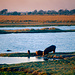 Flußpferde am Chobe River
