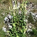 Digitalis lutea L.<br />Plantaginaceae<br /><br />Digitale gialla piccola<br />Digitale jaune<br />Gelber Fingerhut